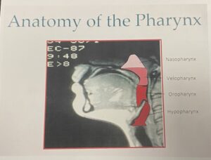 anatomy